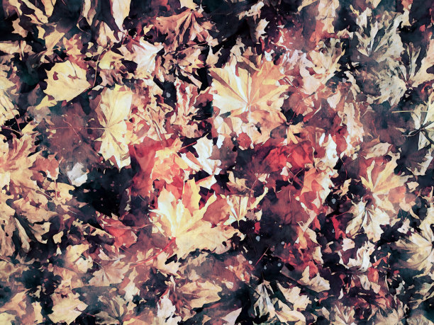 秋天彩色树叶背景-水彩效果图片下载