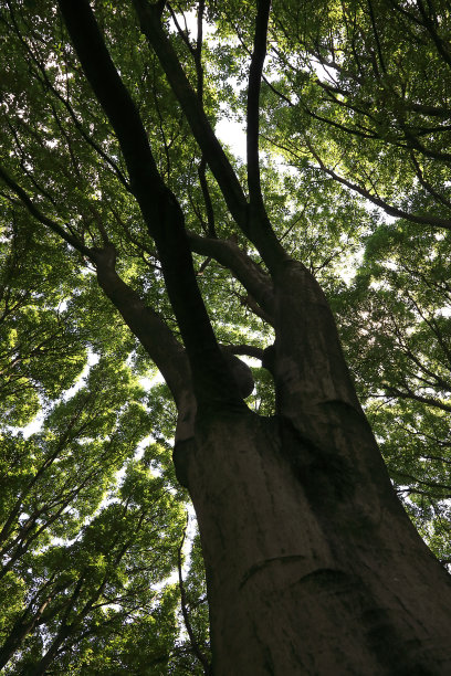 巴哥拉罗树图片下载