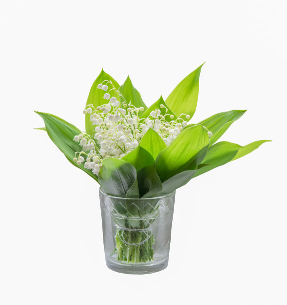 奢华的山谷白百合花束与香草玻璃杯图片下载