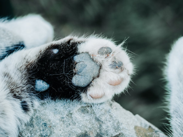 黑色和白色毛茸茸的猫的脚，有脚垫和脚趾。特写照片图片下载