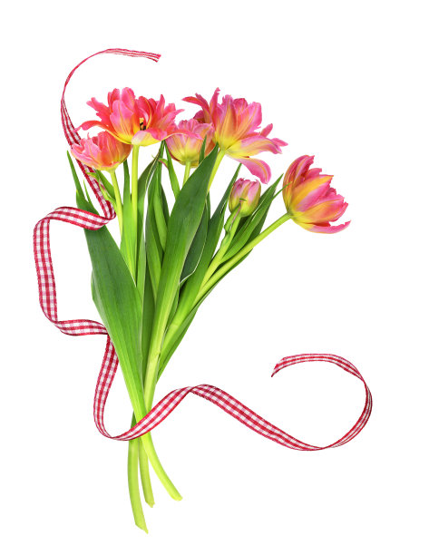 珊瑚花和黄色郁金香花组成的花束，配上缎纹格子丝带图片下载