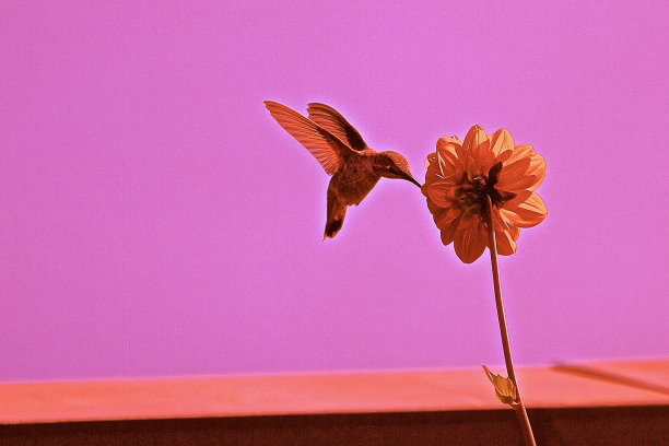 抽象静物图片下载