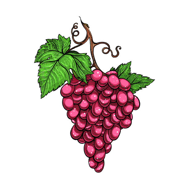 红葡萄分支图片下载