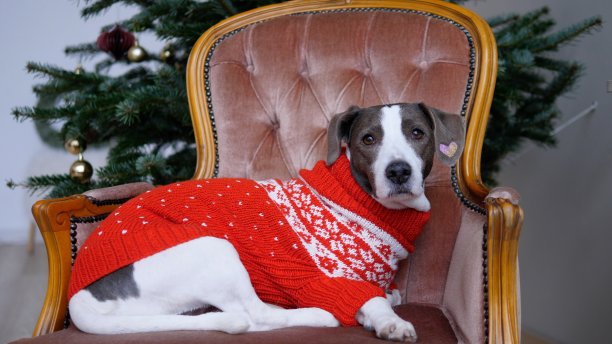 可爱的纯种狗在温暖的针织毛衣在经典风格的椅子和塑料圣诞树后面。在家里和家人一起庆祝寒假图片下载