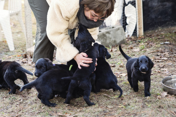 年轻女子与纯种扁毛寻回小狗窝。图片下载