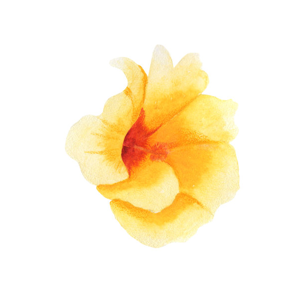 热带花卉水彩画插图。图片下载