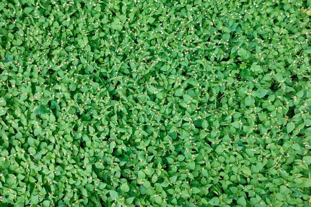 背景绿草和小白花图片下载