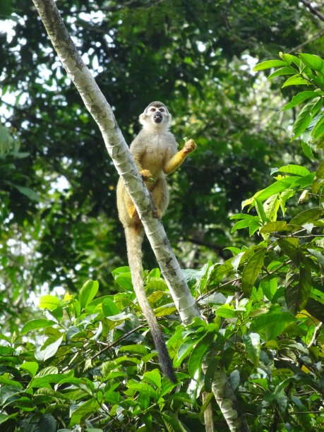 一只松鼠猴坐在树枝上吃东西图片下载