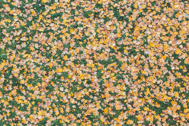 落叶散落在绿色的草地上图片下载