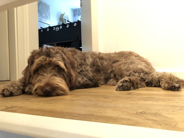 棕色毛茸茸的狗平躺在公寓的地板上图片下载