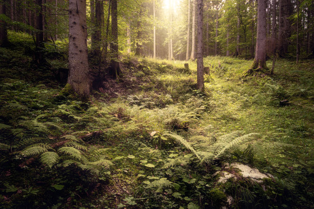 童话森林图片下载