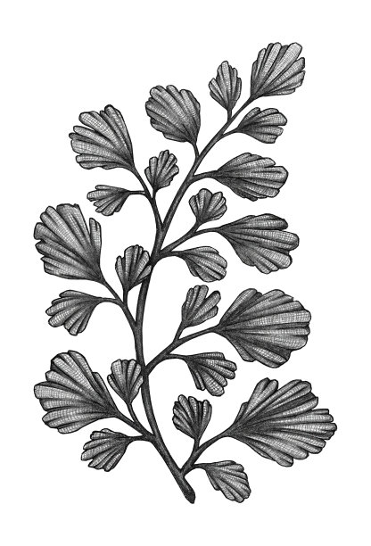 有叶植物的分枝图片下载