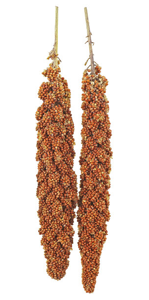 两枝红色小米孤立在白色背景上，俯视图。图片下载