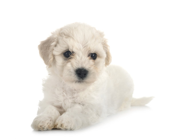 小卷毛比雄犬图片下载