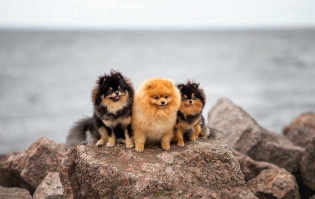 三只可爱的宠物狗朋友坐在岩石上，背景是大海图片下载