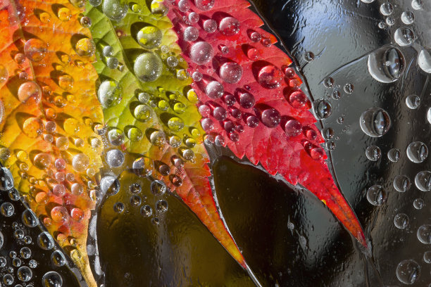 冰冷的水滴落在橙色、红色和黄色的落叶上，映衬着黑色的冰。图片下载