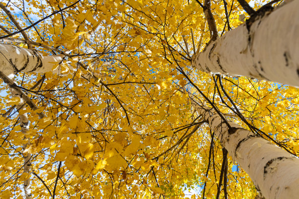 水平照片的一组白桦树与黄色的叶子是在森林的蓝天背景在秋天图片下载