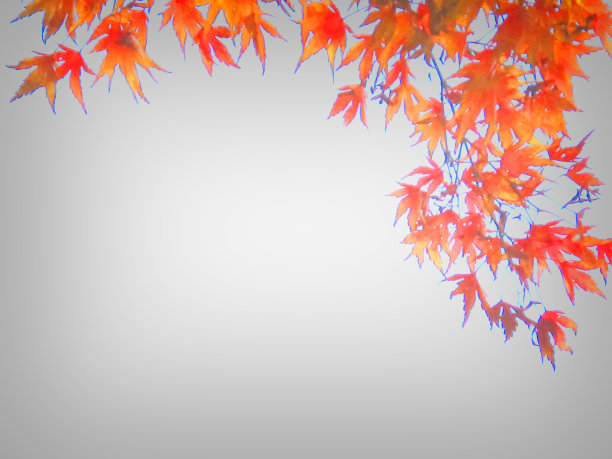 抽象的灰色背景与聚光灯，框架边界与红色秋叶图片下载