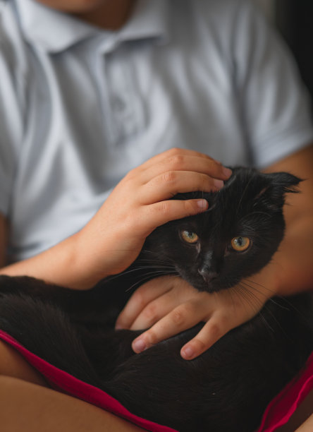 抱着一只黑猫的可爱小孩。周末有猫在家。图片下载