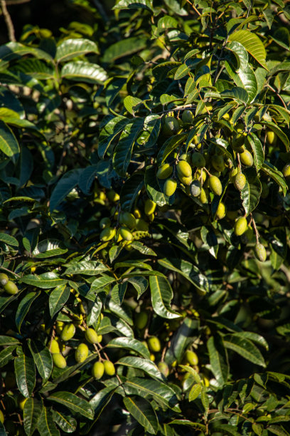 橄榄枝上有很多橄榄。图片下载