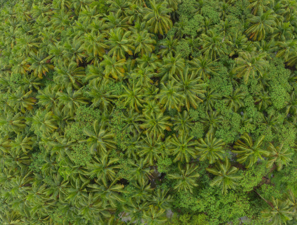椰子或棕榈树的鸟瞰图。自然景观森林背景农业农场概念，Ratchaburi，泰国。粮食作物。图片下载