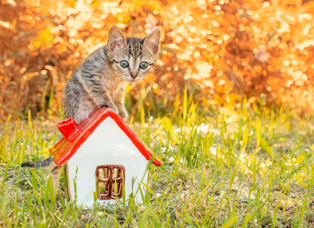 小花猫在绿草地上站在玩具屋里图片下载