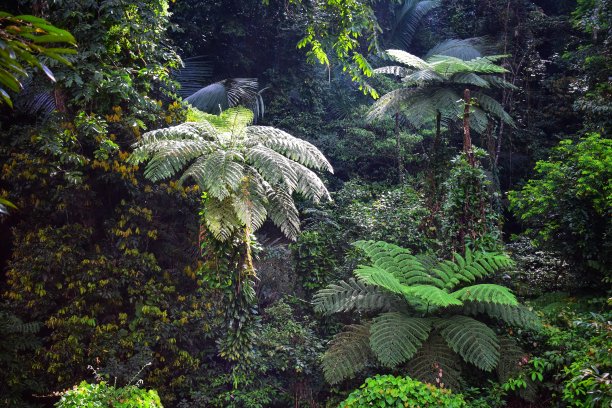 Cyathea podophylla。叶形背景图像输入文本。图片下载