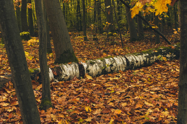 Heverleebos的一棵倒下的白桦树图片下载