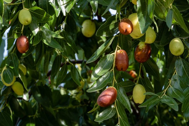 绿色和成熟的棕色枣果实与叶在中国枣枝上。绿色的椰枣叶子在绿色的叶子的背景上。特写镜头。奇异的果冻树。自然的概念。图片下载