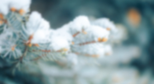 白雪躺在圣诞树的树枝上。贺卡照片。圣诞节的气氛图片下载