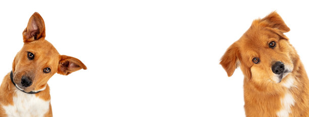 白色网旗两侧的两只大狗图片下载