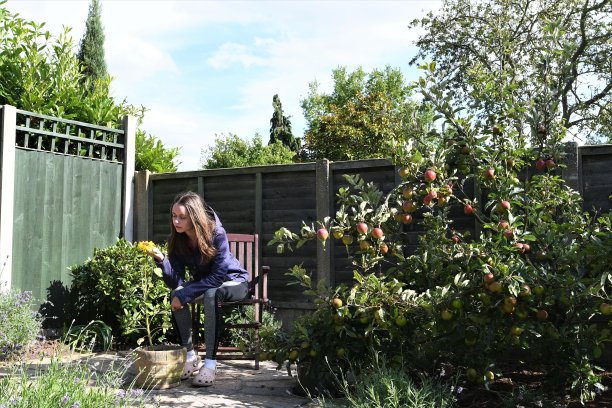 丽贝卡的向日葵。图片下载