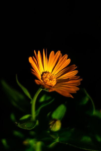 橙花微距拍摄在一个黑色背景的花园附近的房子垂直照片图片下载