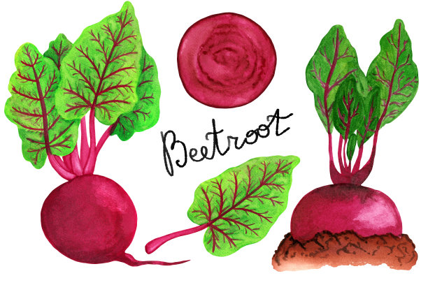 水彩甜菜根集孤立的白色背景。整个甜菜根，茎，花坛和切片插图图片下载