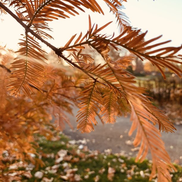 美丽的秋日，红杉的黎明图片下载