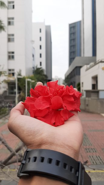 小小的手捧着红花图片下载