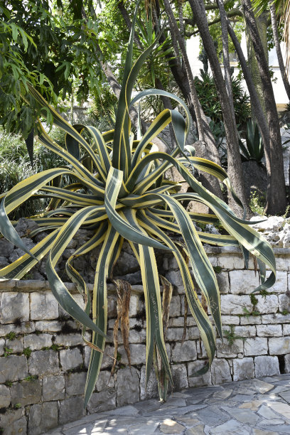 龙舌兰图片下载