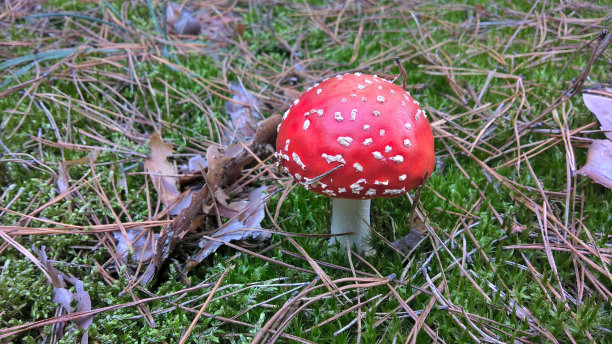 森林中的毒鹅膏菌图片下载