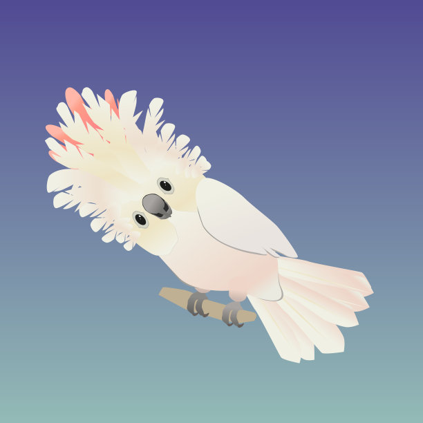 Salmon-crested风头鹦鹉图片下载