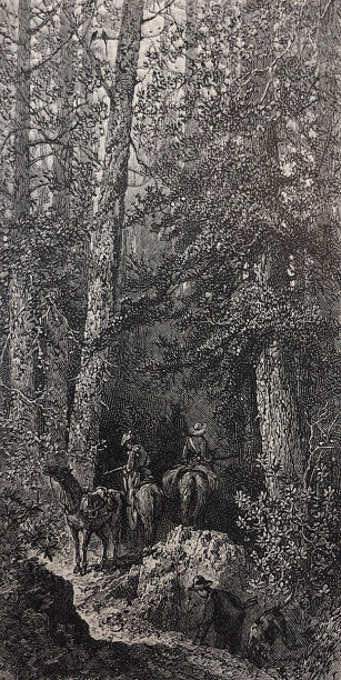 古董插图-男人在马背上进入一个地区与非常高的树木图片下载