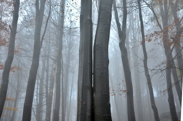 早晨在十月的山毛榉林下的大雾中。树是潮湿的树干。有些树上的黄叶会长时间不动。其他的已经躺在森林的路上。花岗岩和双生树被压在一起图片下载