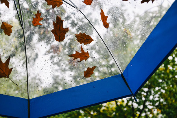 透明的雨伞带着秋叶在公园里。秋天的天气图片下载