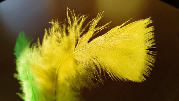 黄色柔和弯曲的鸟羽毛。笔是用来制作装饰性和装饰性工艺品的。用于假日，作为服装和帽子的补充，用于制造纪念品。图片下载