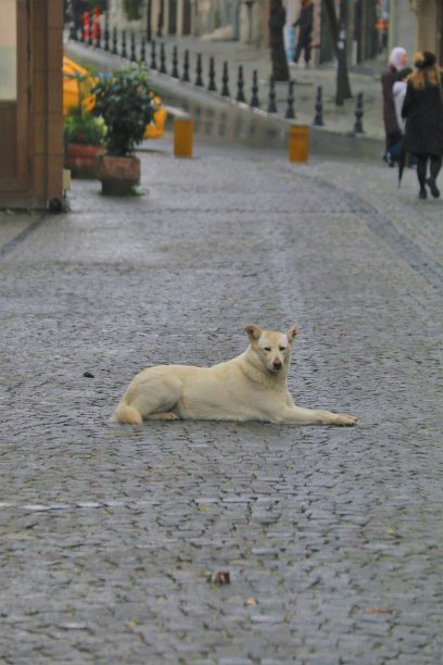 神奇的伊斯坦布尔图片下载