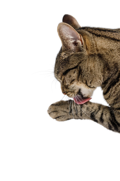 虎斑猫舔爪子图片下载