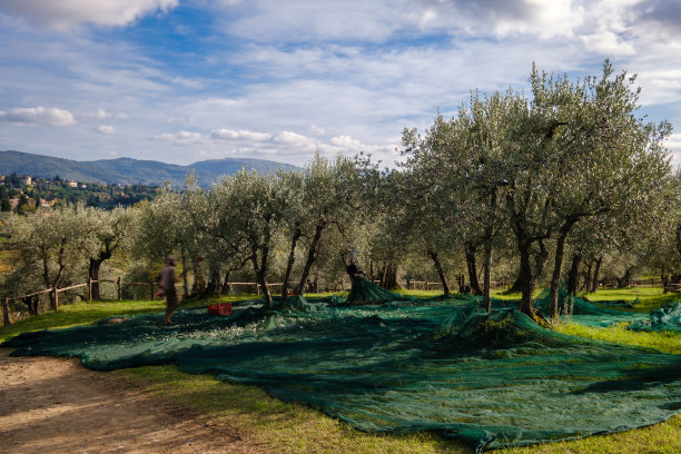意大利托斯卡纳的一位农民正在收获橄榄图片下载