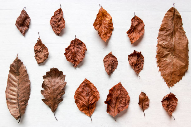 干燥的森林树木排列在白色的桌子上图片下载