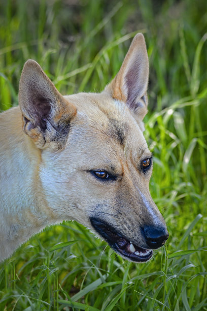 幼年澳洲野犬图片下载
