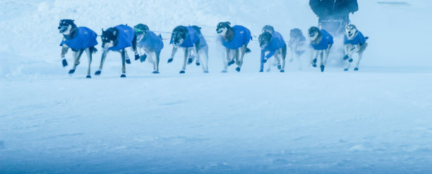 雪橇犬图片下载