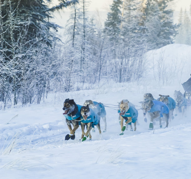 雪橇犬图片下载